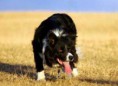 /album/ra%c3%a7as%20de%20cachorros%20%2c%20%28%3a/border-collie-2-jpg/